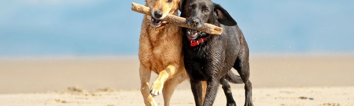 Top 10 Dog Friendly Beach Houses